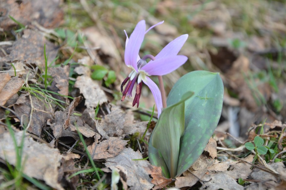 Садовый цветок Додекатеон