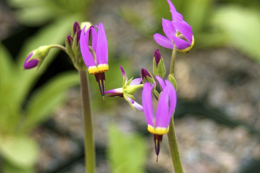 Додекатеон Афродита