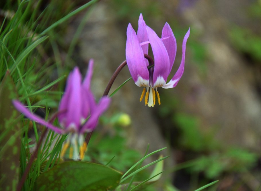 Стикер адонис (первоцвет или Подснежник).