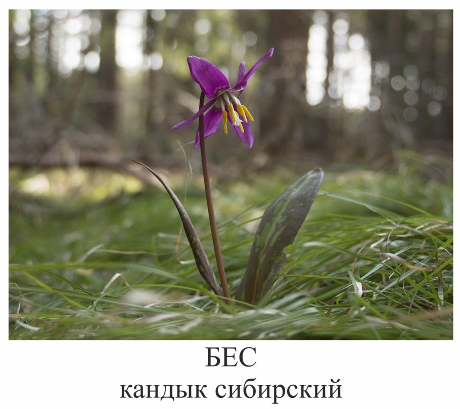 Додекатеон корневая