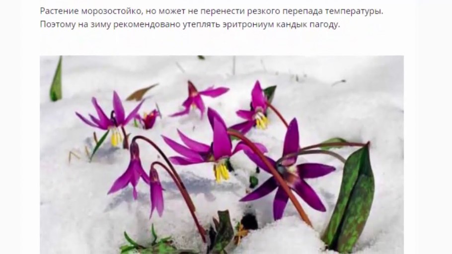 Эритрониум, или Кандык (Erythronium) сем. Лилейные растение цветок