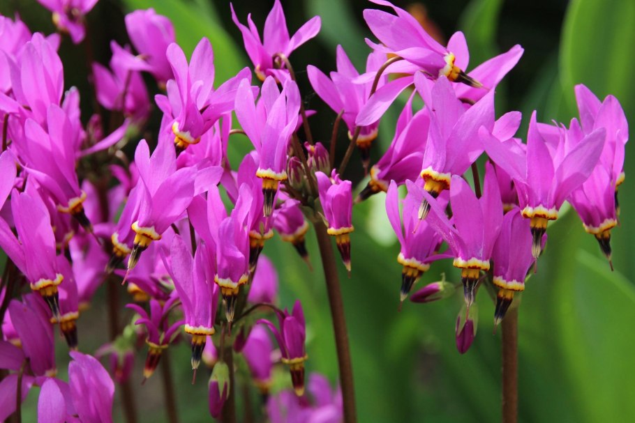 Лесной цветок Кандык