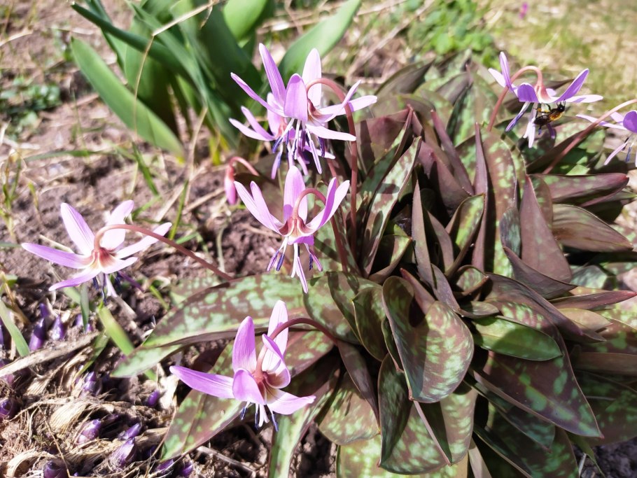 Додекатеон строение фото и описание