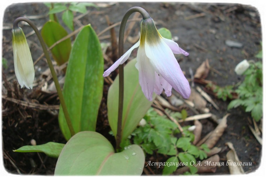 Крючки Gamakatsu LS-1100b