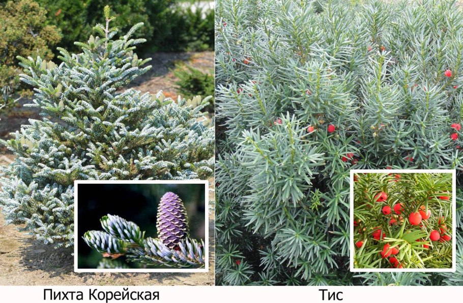 Пихта корейская можжевельник