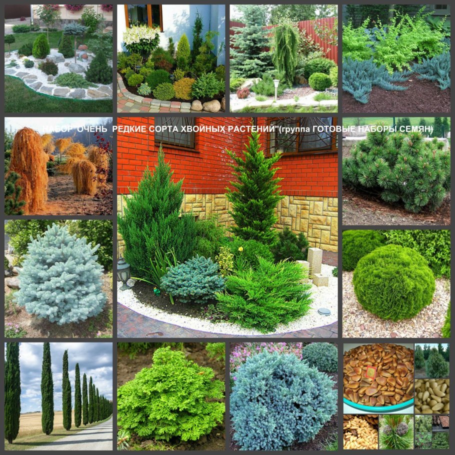 Хвойники с названиями