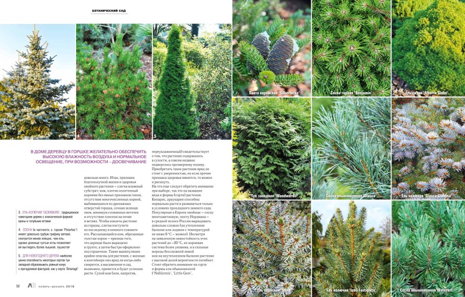 Ель, сосна, лиственница, кедр, пихта шишки