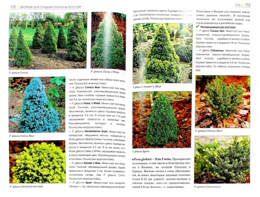 Каталог хвойных растений