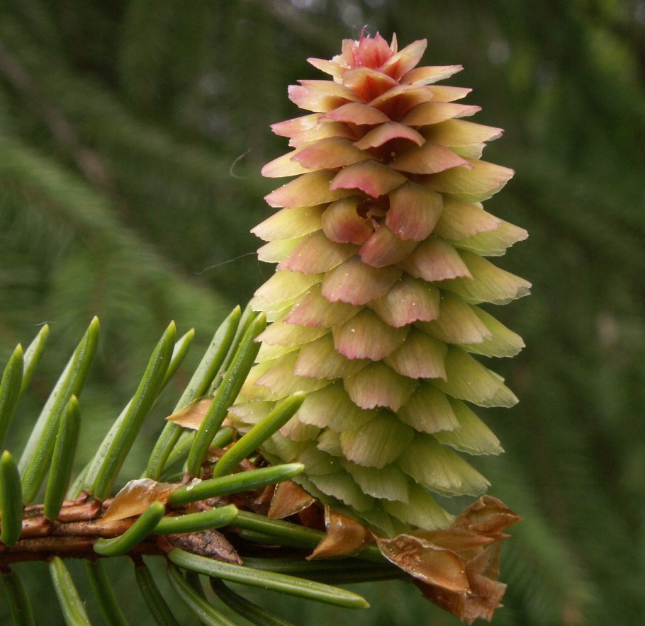 Picea Abies Chub