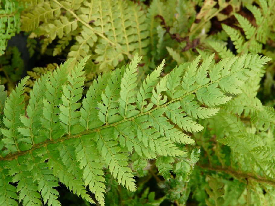 Папоротник орляк