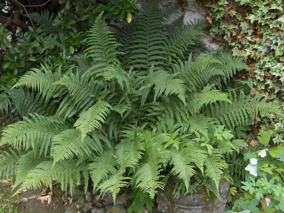 Dryopteris filix-mas(l.) Schott