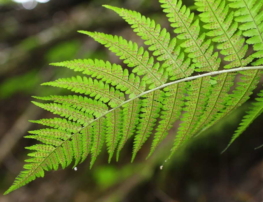 Папоротник dryopteris cordata