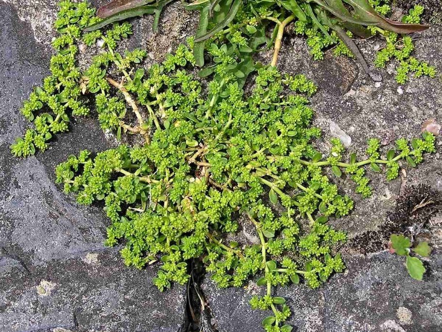 Грыжник гладкий (Herniaria glabra)