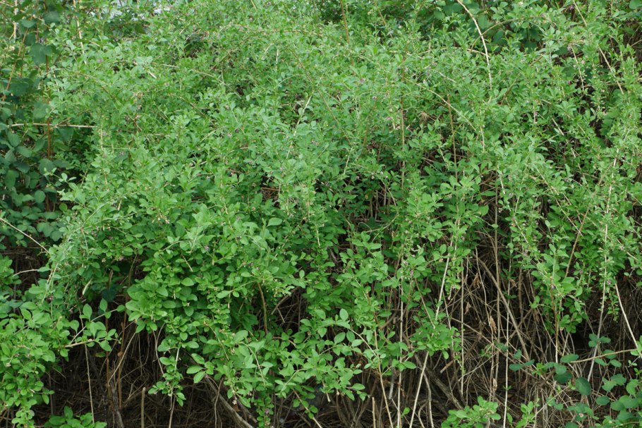 Колючий кустарник Дереза