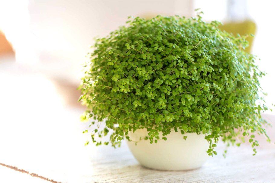 Цветок солейролия