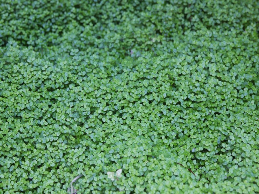 Солейролия почвопокровная