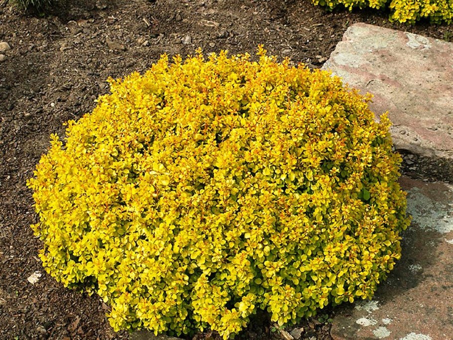 Барбарис Тунберга tiny Gold