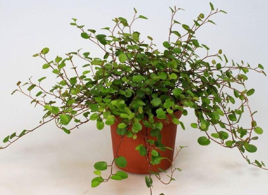 Мюленбекия крупнолистная