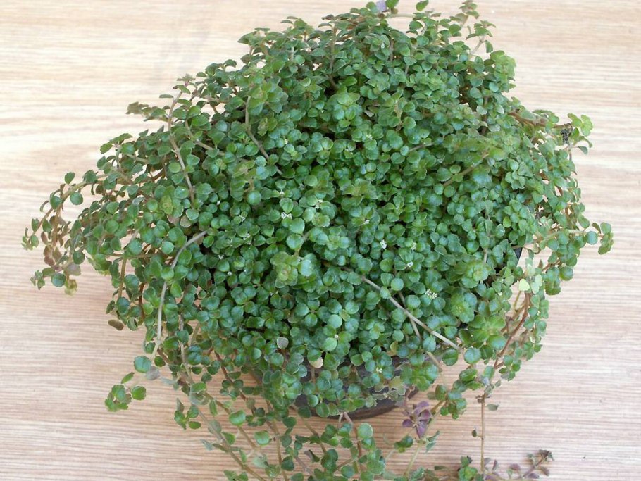 Пилея Ливанская