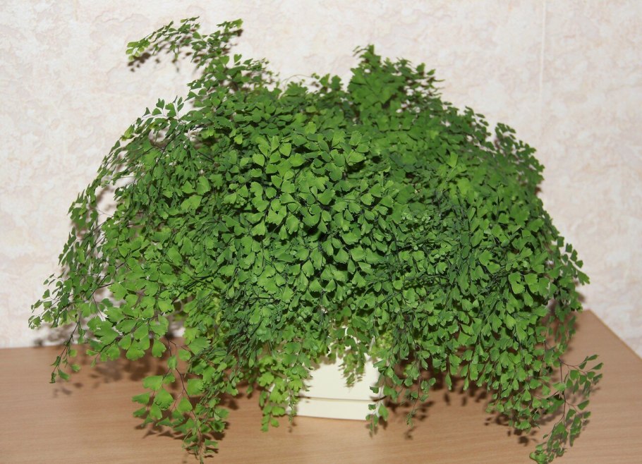 Адиантум Тонколистник