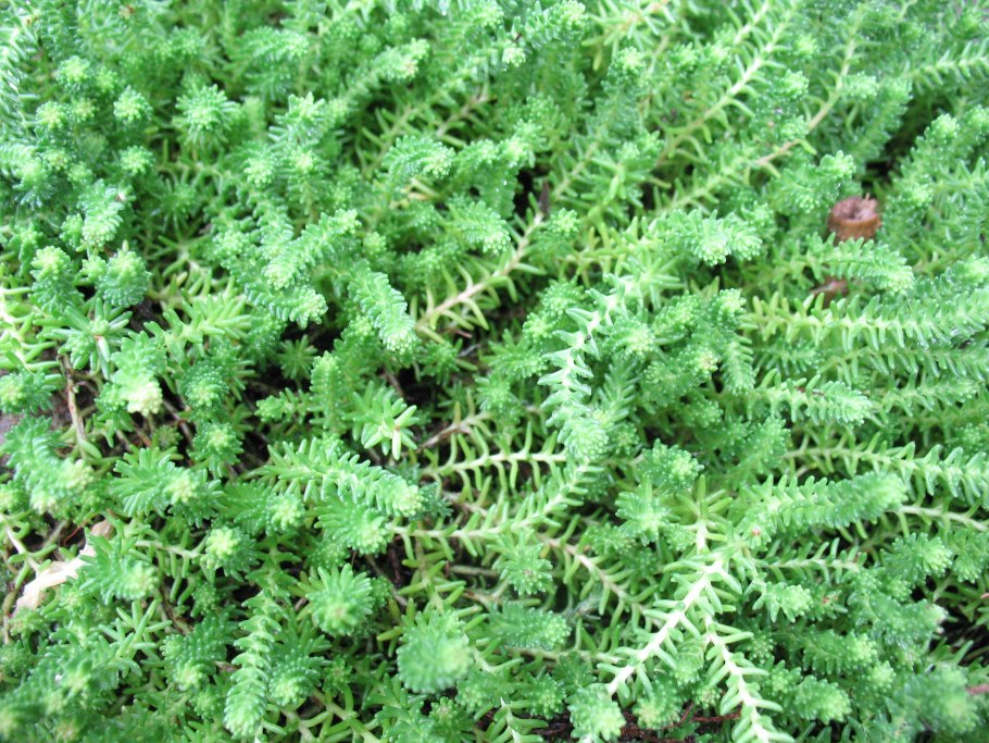 Седум шестирядный