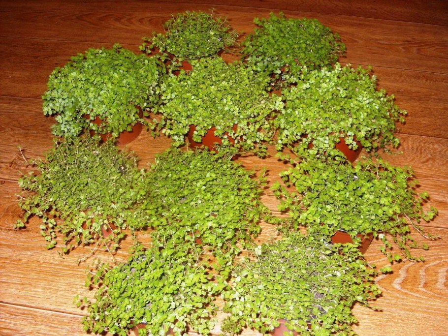 Солейролия корневая система