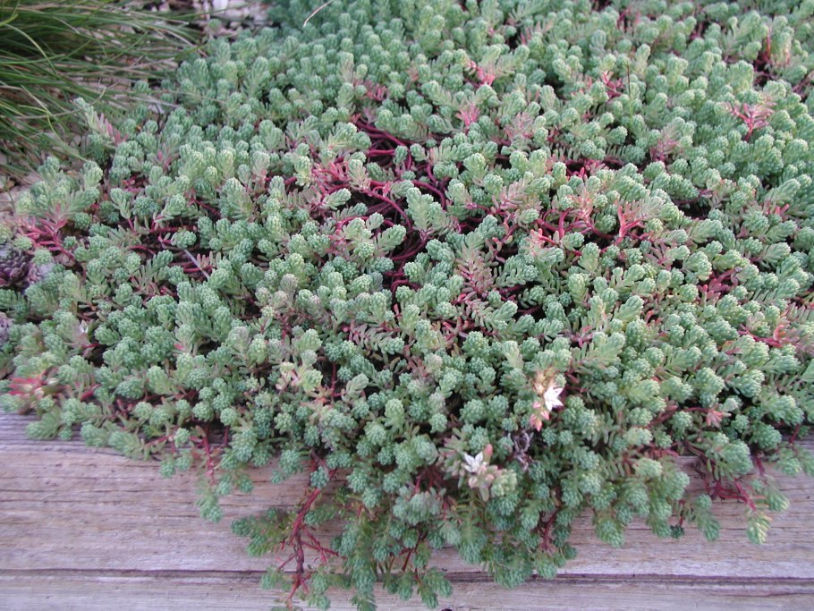 Очиток Архиленд