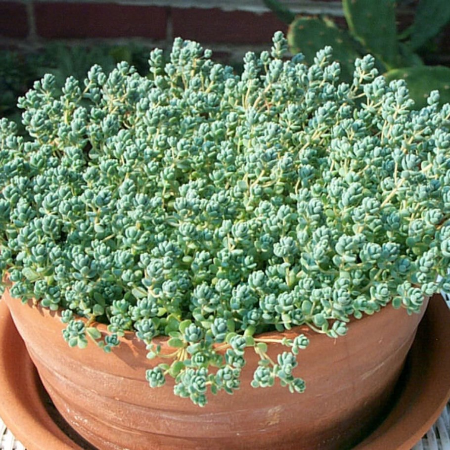 Очиток густолистный