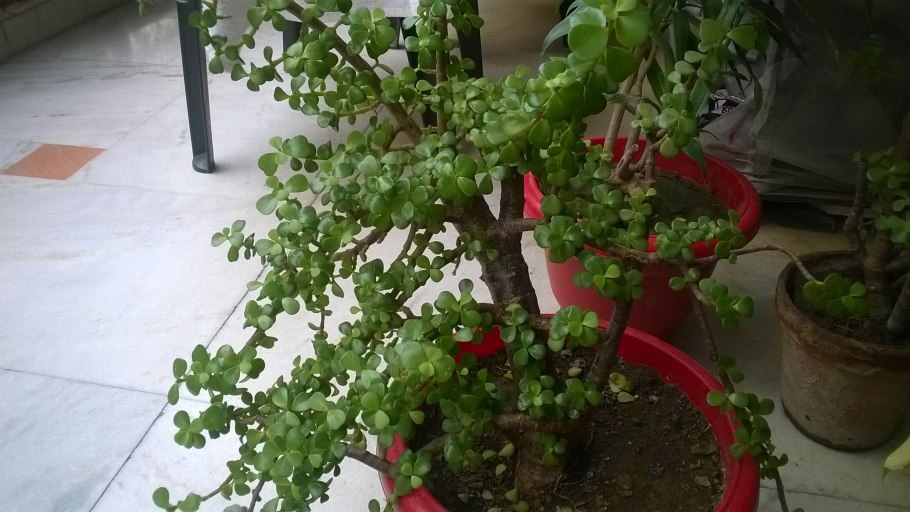 Dwarf Jade Beauty (Гном Нефритовая красота, Австралия)