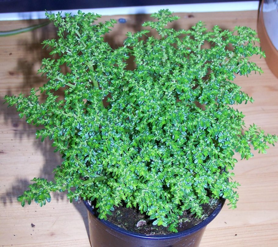 Пилея мелколистная