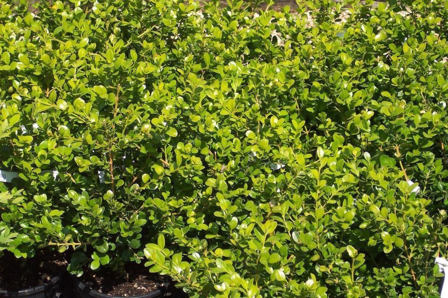 Самшит мелколистный Фолкнер