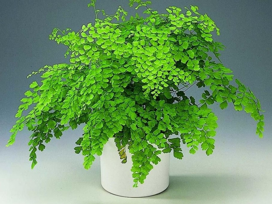 Папоротник адиантум Венерин