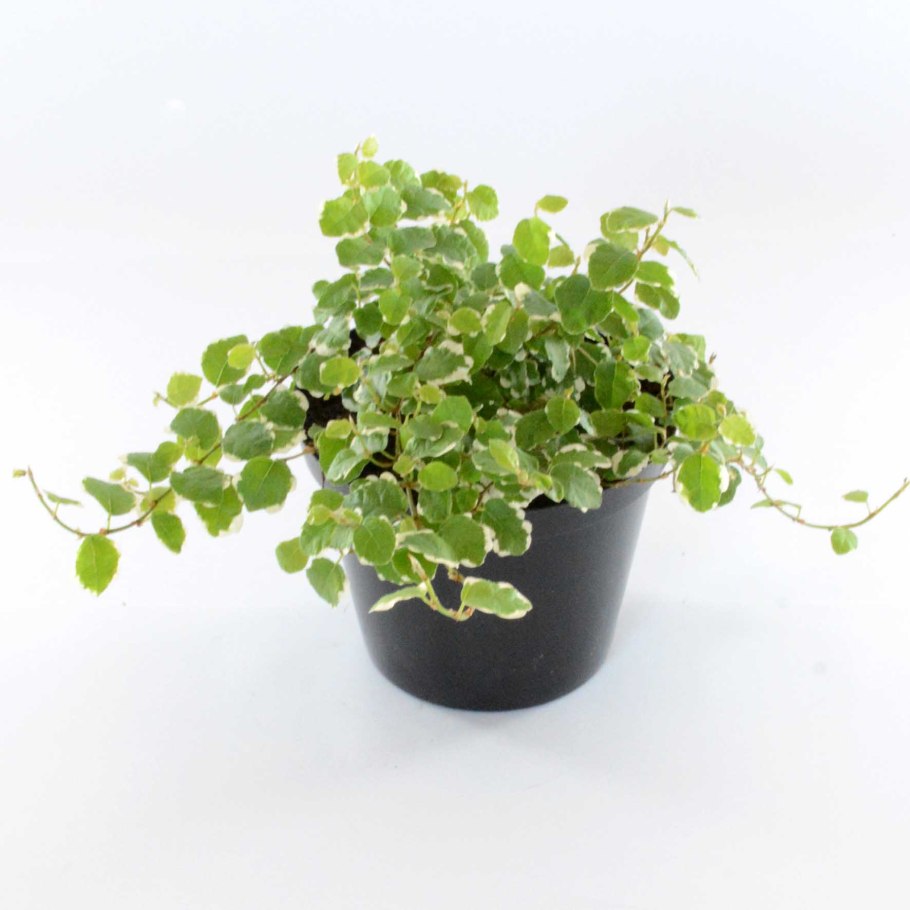 Фикус Пумила Анук