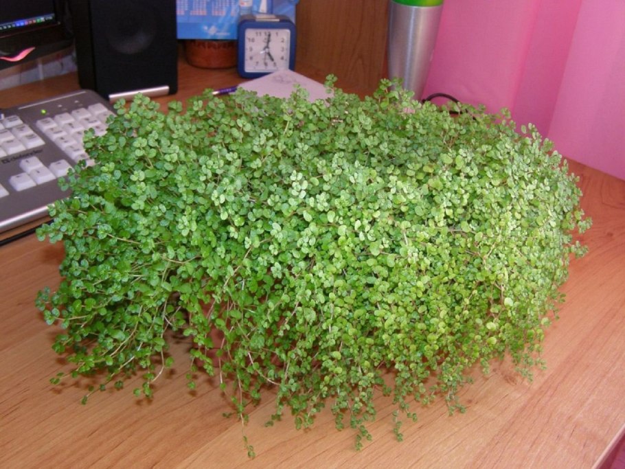 Солейролия это пилея мелколистная