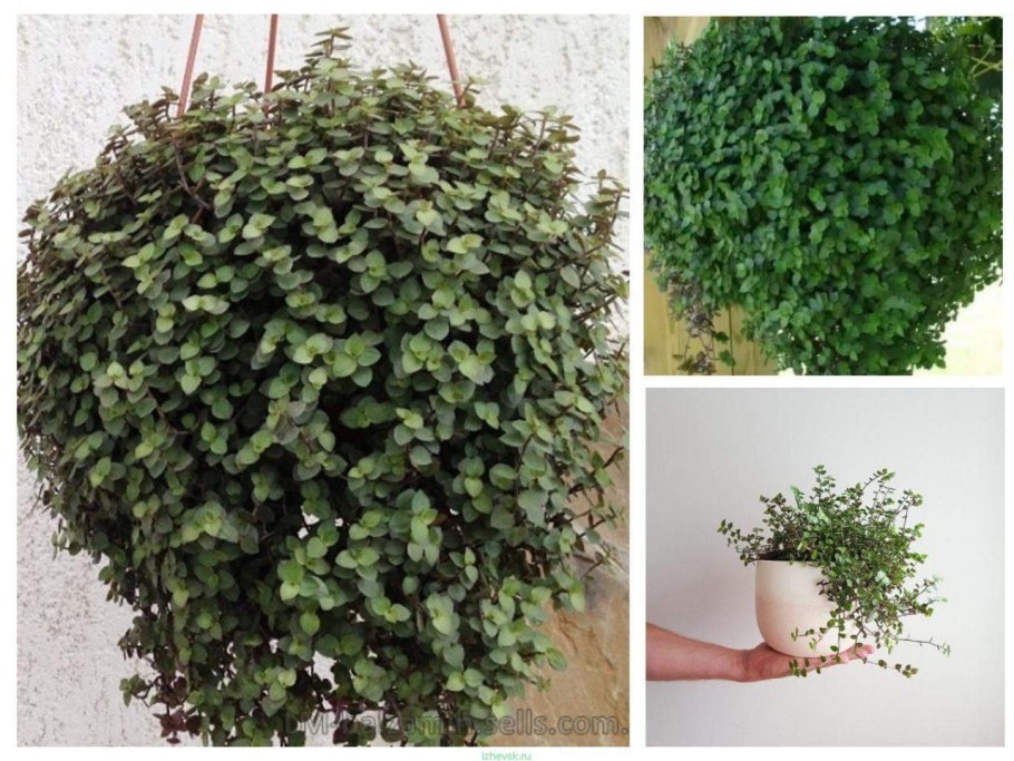 Традесканция комнатная мелколистная