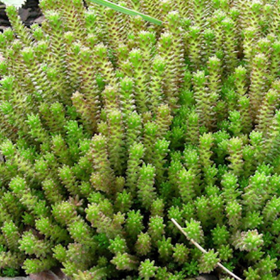 Седум Sedum sexangulare