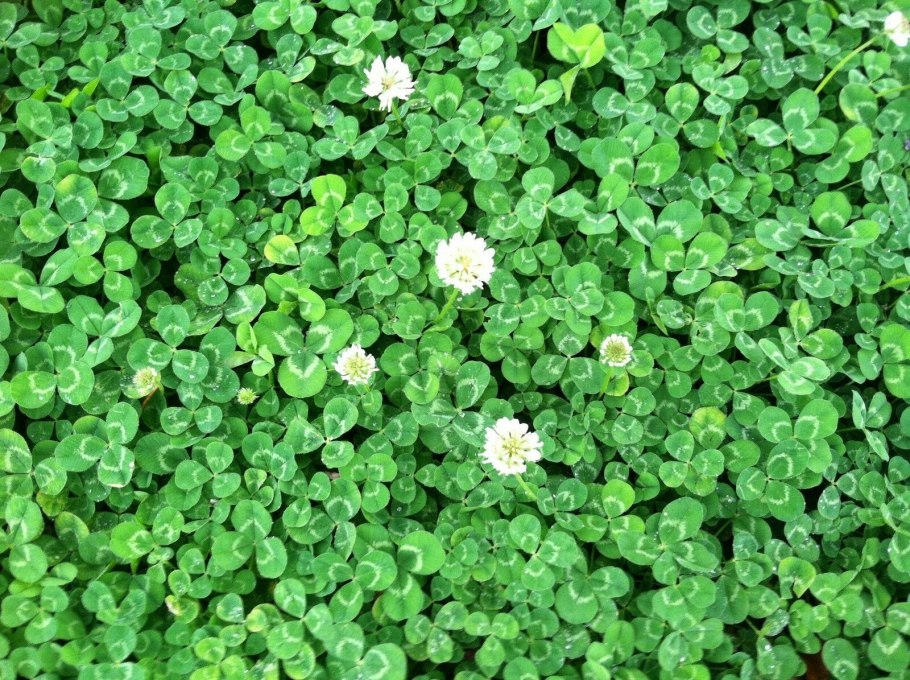 Клевер белый Ривендел