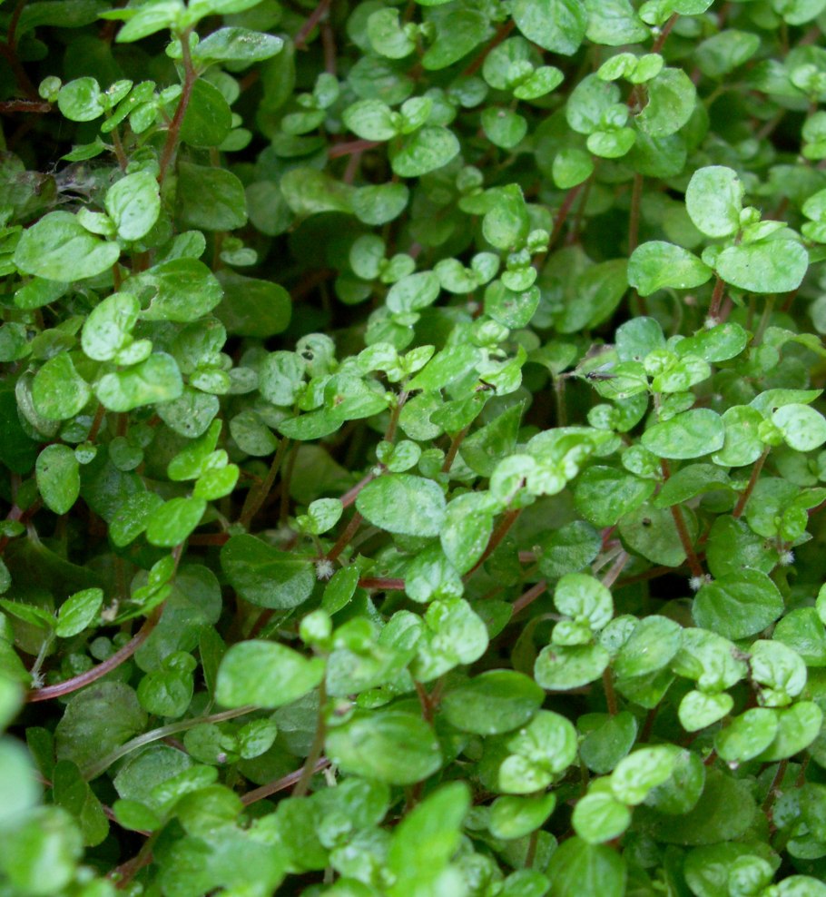 Солейролия пилея