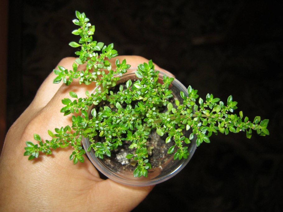 Пилея мелколистная