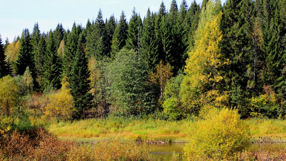 Хвойно широколиственные леса Южного Урала