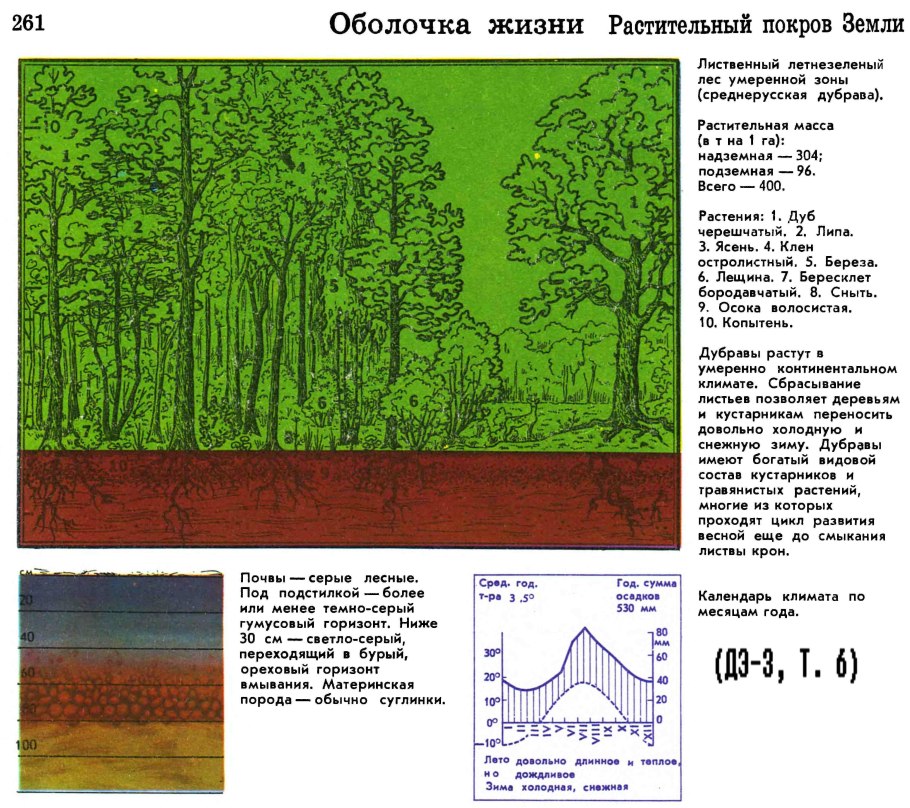 Растительный Покров земли