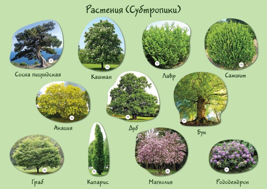 Растения субтропиков
