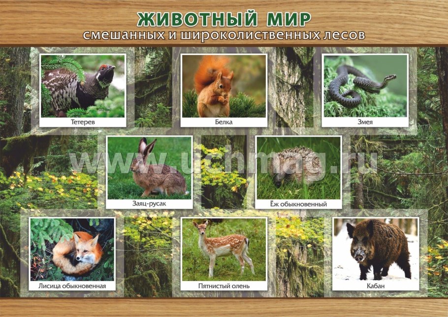 Животные смешанных лесов и широколиственных лесов в России