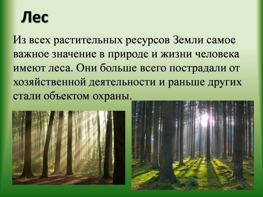 Доклад про лес