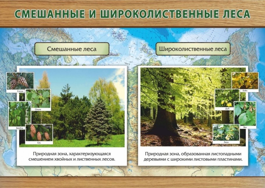 Природная зона смешанные и широколиственные леса