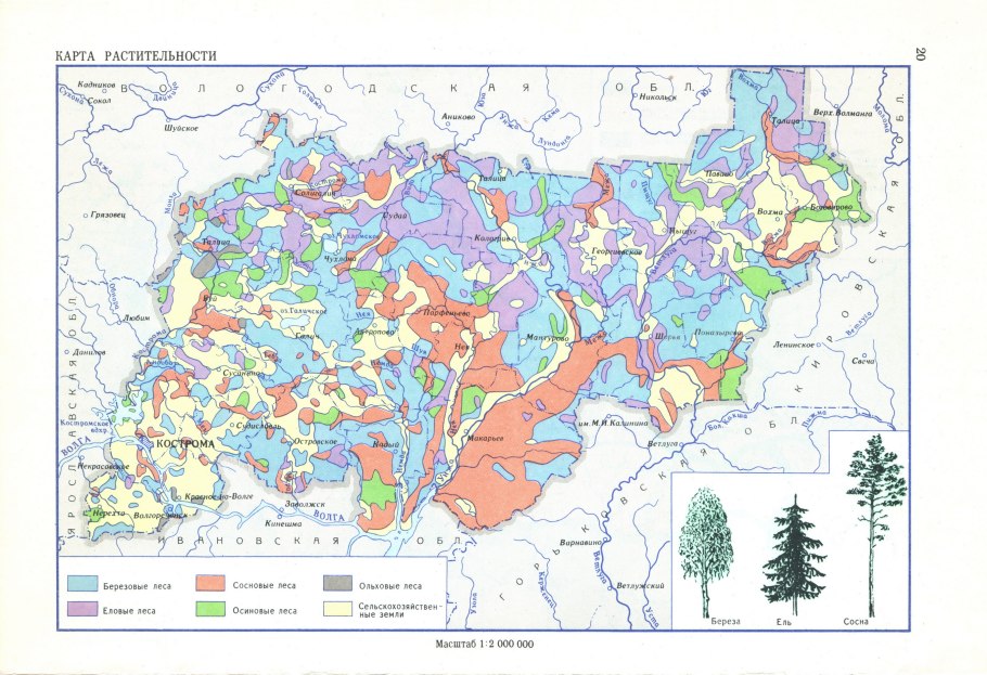 Карта лесов Костромской области