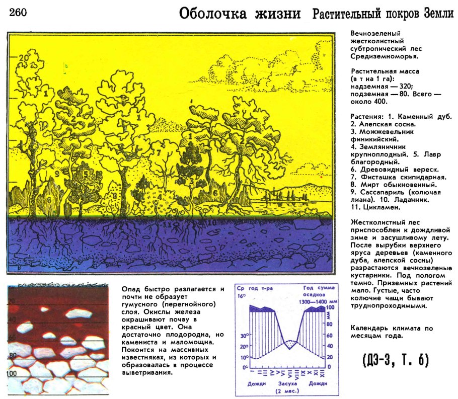 Растительный Покров земли