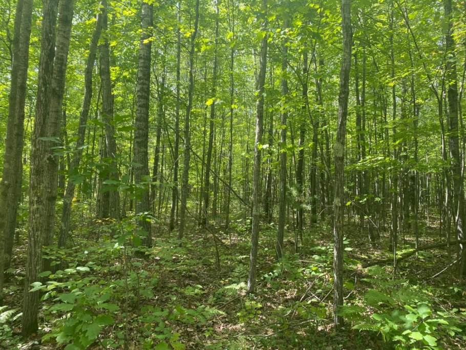 Леса Волжско Камского заповедника