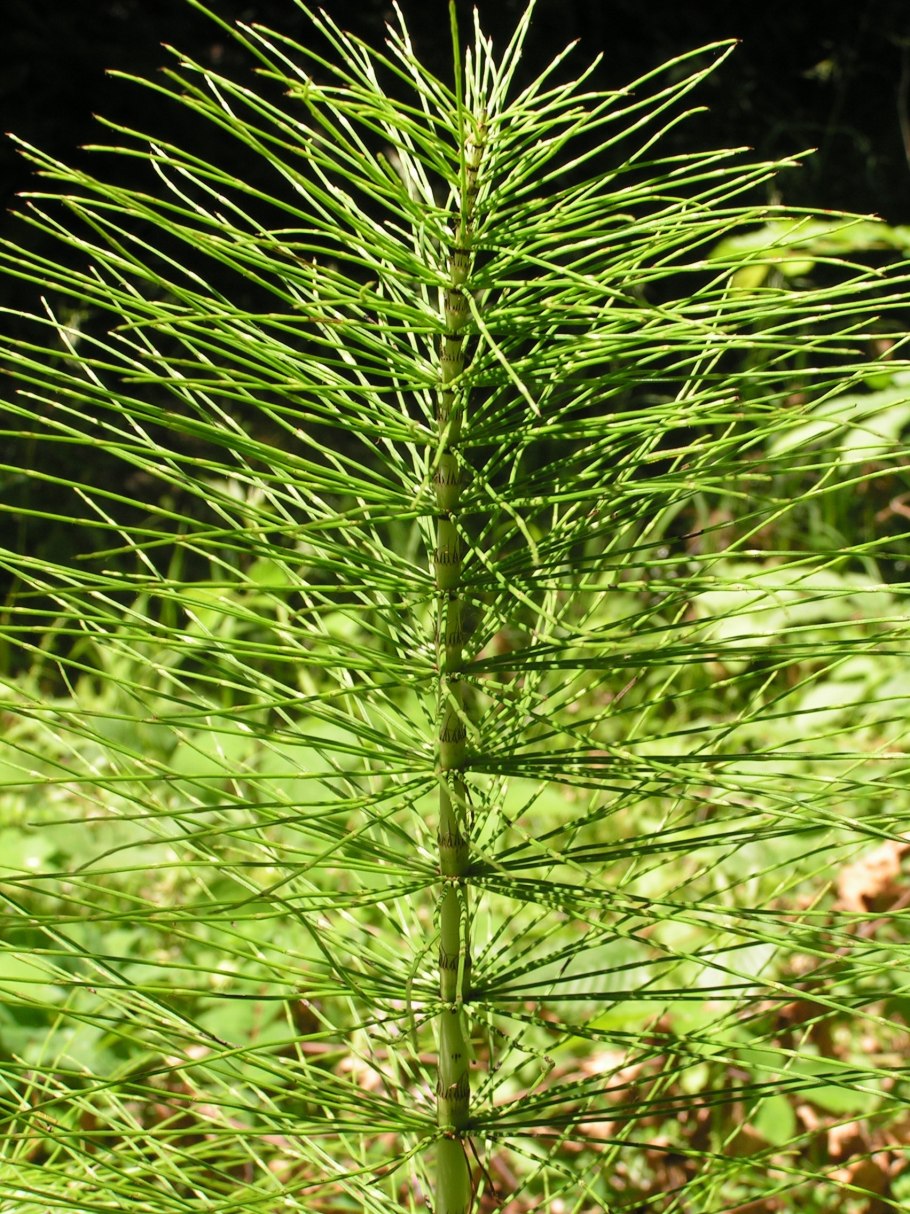 Хвощ Луговой Equisetum pratense Ehrh.