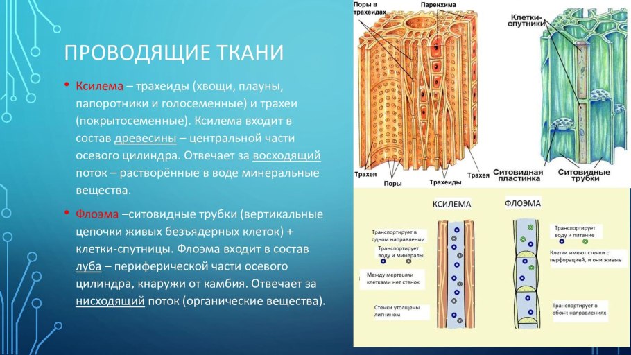 Строение голосеменных и цветковых растений